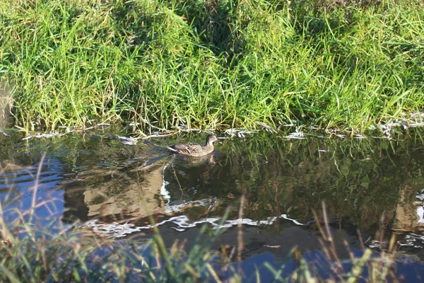 Кряквы Играют Воде Реке — стоковое фото