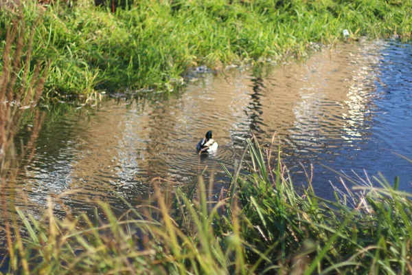 Mallards Játszik Víz Folyóban — Stock Fotó