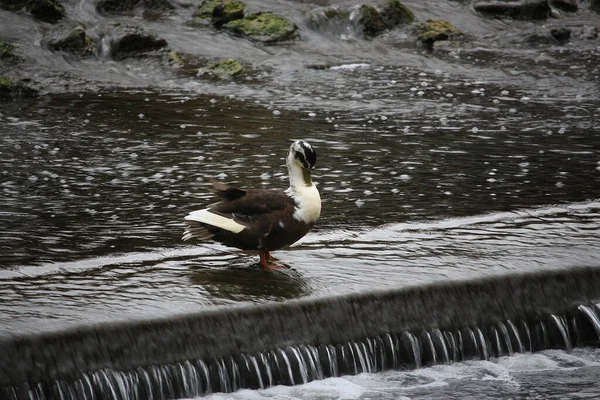 Mallards Brincando Água Rio — Fotografia de Stock