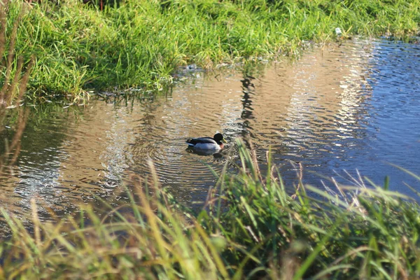 Mallards Brincando Água Rio — Fotografia de Stock