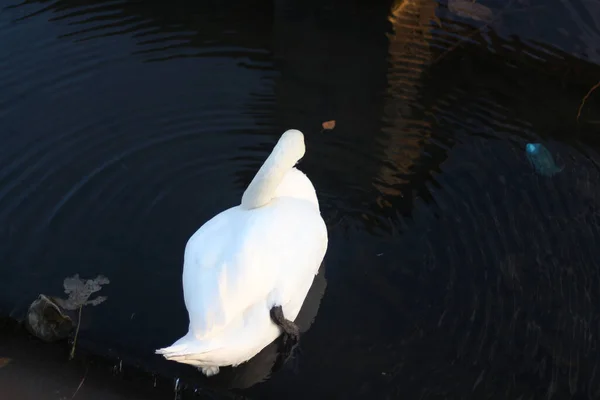 Прекрасный Величественный Лебедь Скользит Воде — стоковое фото