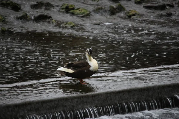 Germani Reali Che Giocano Sull Acqua Nel Fiume — Foto Stock