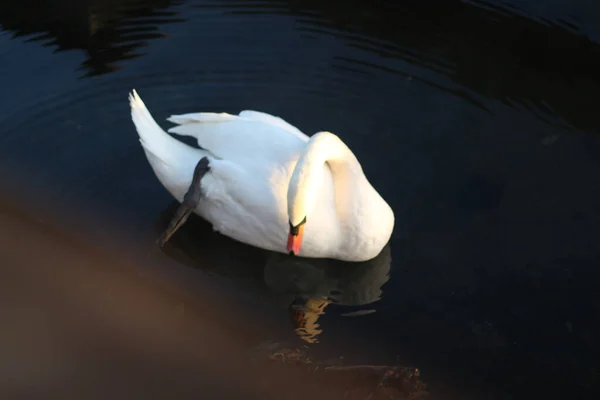 Bellissimo Cigno Maestoso Che Scivola Attraverso Acqua — Foto Stock