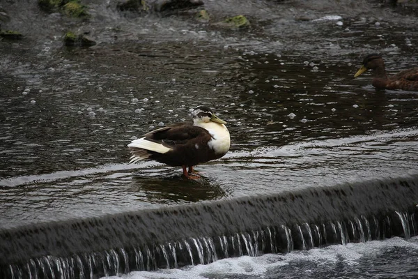 Mallards Spelen Het Water Rivier — Stockfoto