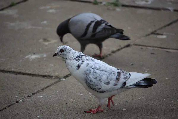 Pigeon Échappé Dans Nature — Photo