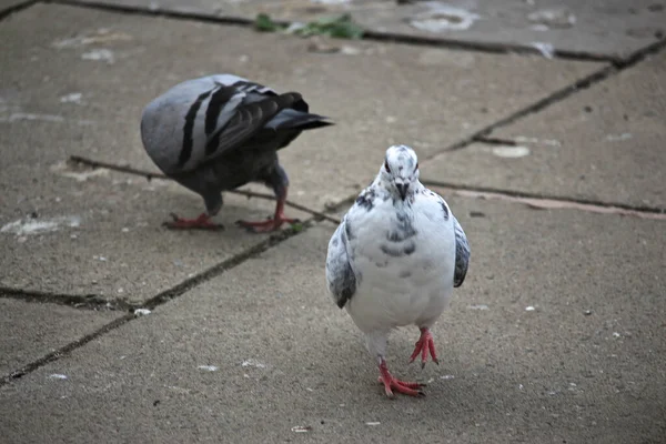 Duva Flydde Naturen — Stockfoto