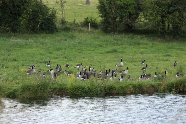 Gänse Erkunden Die Speicher Des Flusses Lea — Stockfoto