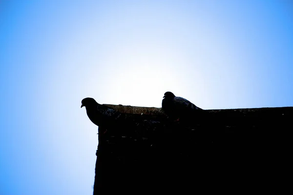 Cieli Blu Sereno Con Passeggeri Che Volano Attraverso Essa — Foto Stock