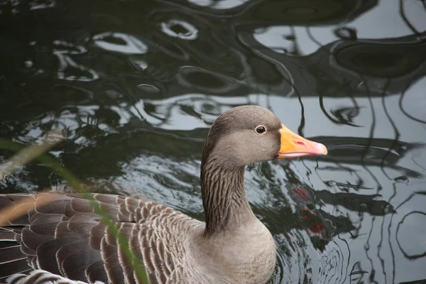 Gänse Erkunden Die Speicher Des Flusses Lea — Stockfoto