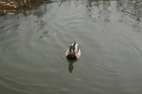 Germani Reali Che Giocano Sull Acqua Nel Fiume — Foto Stock