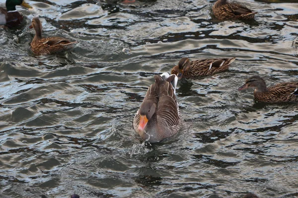 Gänse Erkunden Die Speicher Des Flusses Lea — Stockfoto