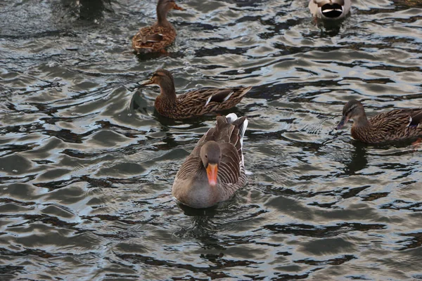 Gänse Erkunden Die Speicher Des Flusses Lea — Stockfoto