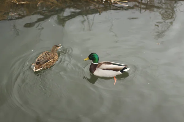 Stockenten Spielen Auf Dem Wasser Fluss — Stockfoto