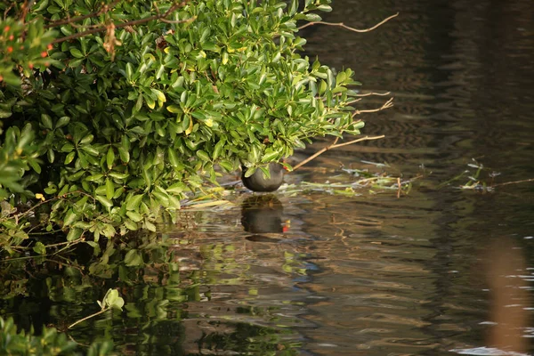 Mallard Gra Wodzie Rzece — Zdjęcie stockowe