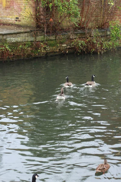 Mallards Spelen Het Water Rivier — Stockfoto