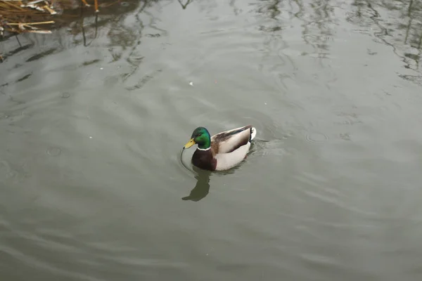 Mallards Jouant Sur Eau Dans Rivière — Photo