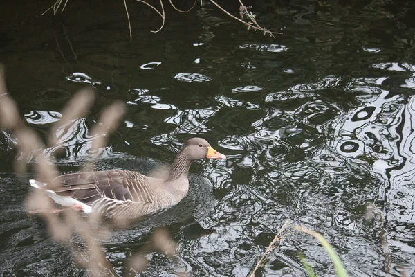 Oca Esplorare Negozi Del Fiume Lea — Foto Stock