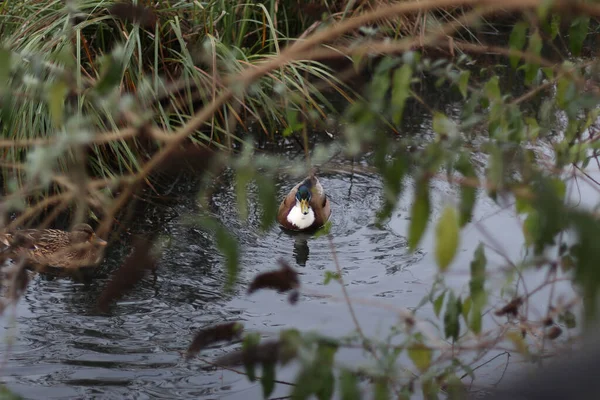 Mallards Játszik Víz Folyóban — Stock Fotó