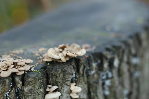 Pilz Wächst Aus Der Baumrinde Wald — Stockfoto