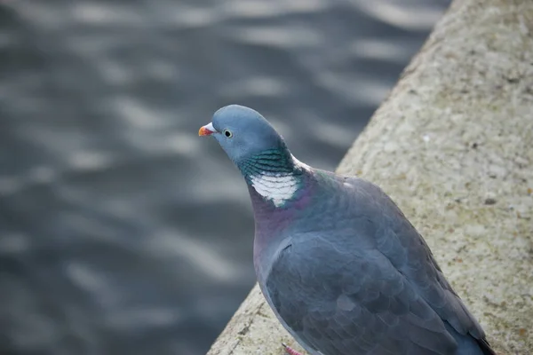 Pombo Escapou Para Natureza — Fotografia de Stock