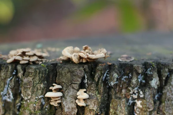 Pilz Wächst Aus Der Baumrinde Wald — Stockfoto