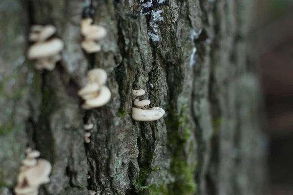 Fungo Que Cresce Partir Casca Árvore Floresta — Fotografia de Stock