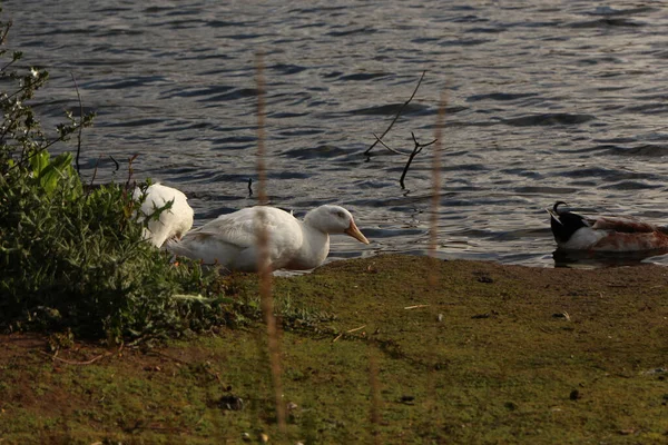 Goose Felfedezi Lea Folyó Áruházait — Stock Fotó