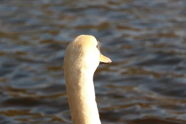 水の中を美しい雄大な白鳥が泳ぐ — ストック写真