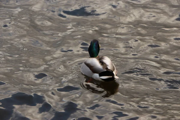 Mallards Jouant Sur Eau Dans Rivière — Photo