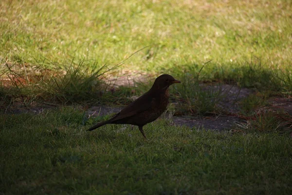 Des Oiseaux Chanteurs Qui Frémissent Dans Nature — Photo