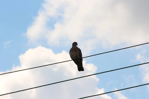 Güvercin Yüksek Tele Tünedi — Stok fotoğraf