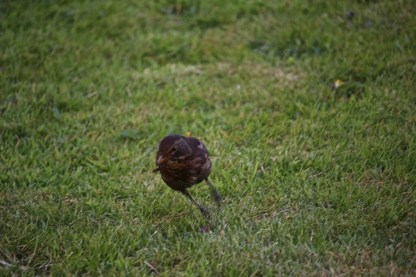 Songbirds Brincando Natureza — Fotografia de Stock