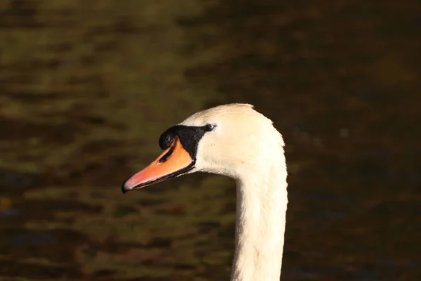 Beautiful Majestic Swan Gliding Water — Stock Photo, Image