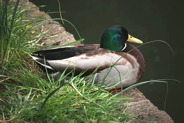 Mallards Jouant Sur Eau Dans Rivière — Photo