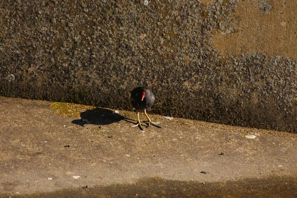 Coots Moorhens Salpicando Redor — Fotografia de Stock