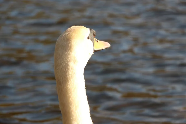 水の中を美しい雄大な白鳥が泳ぐ — ストック写真