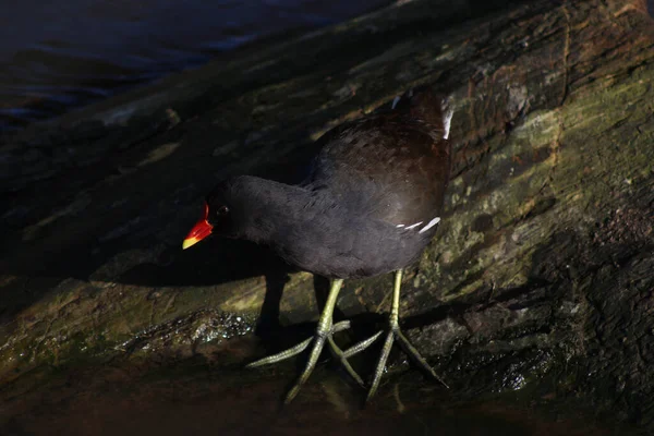 Coots ve Moorhens etrafa su sıçratıyor.