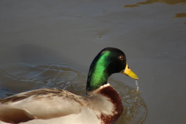 Nehirdeki sularda oynayan yaban ördekleri.