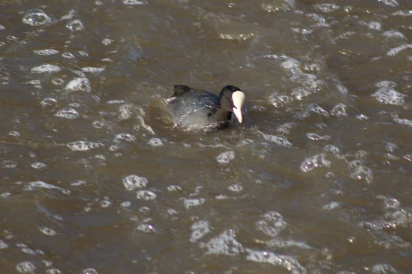 Coots Moorhens Salpicando Redor — Fotografia de Stock