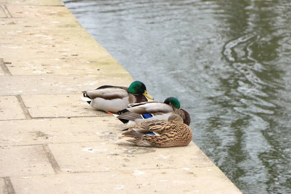 Mallard Gra Wodzie Rzece — Zdjęcie stockowe