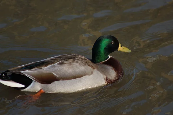 Mallards Jouant Sur Eau Dans Rivière — Photo