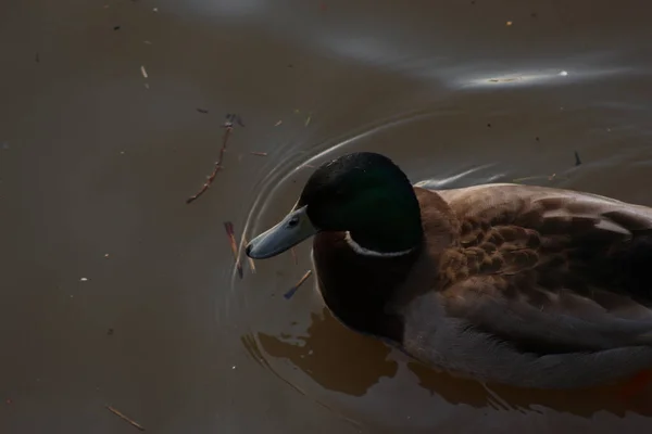 Mallards Jouant Sur Eau Dans Rivière — Photo