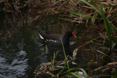 Coots ve Moorhens etrafa su sıçratıyor.