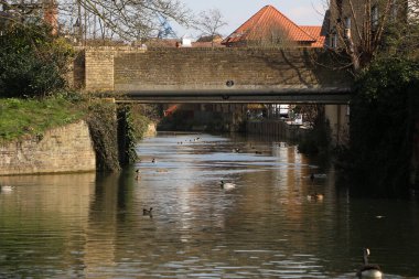 Nehirdeki sularda oynayan yaban ördekleri.