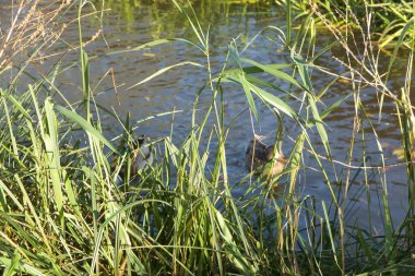 Nehirdeki sularda oynayan yaban ördekleri.