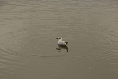 Vahşi doğada martı avı 