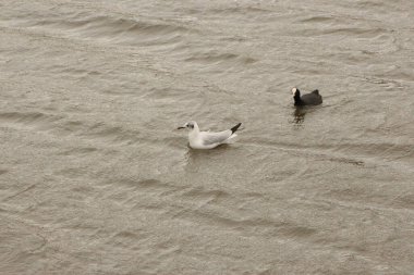 Vahşi doğada martı avı 