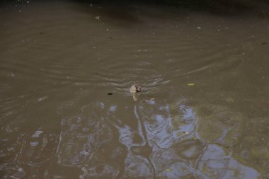 Coots ve Moorhens etrafa su sıçratıyor.