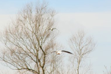 Havada uçuyor ve rüzgarda süzülüyor.