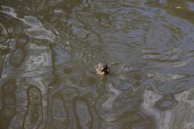 Coots ve Moorhens etrafa su sıçratıyor.